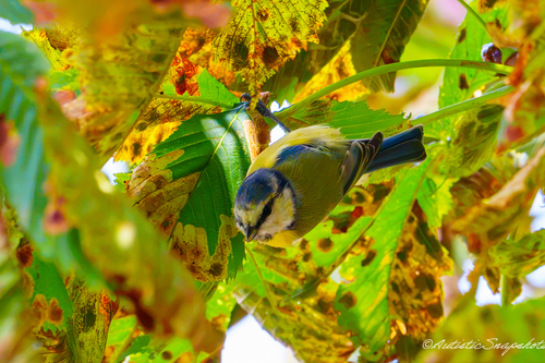 Eurasian Blue Tit