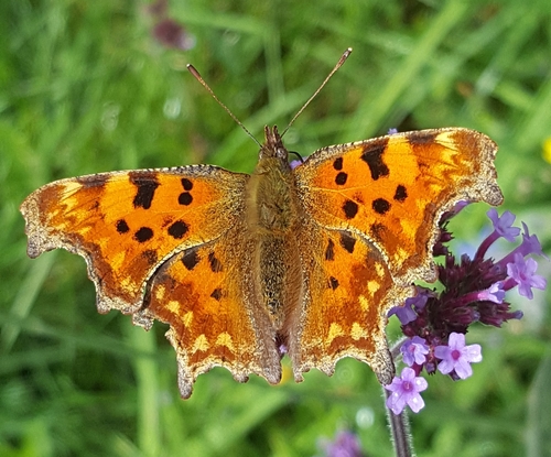 European Comma