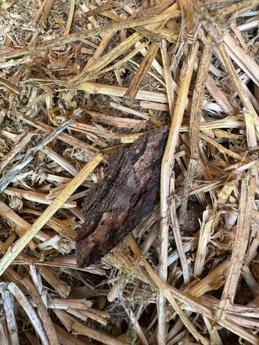 Lunate Zale Moth