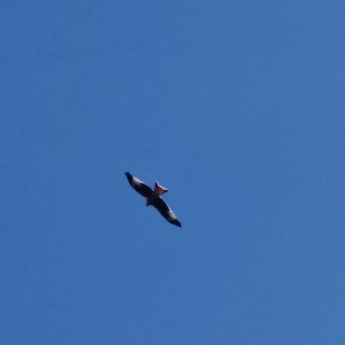 Red Kite
