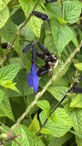 Eastern Carpenter Bee