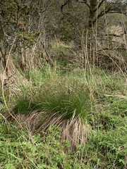 Carex elata