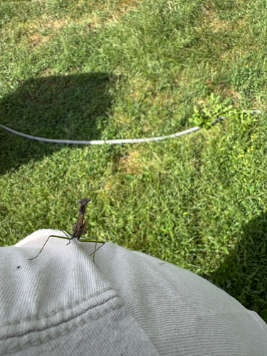 Carolina Mantis