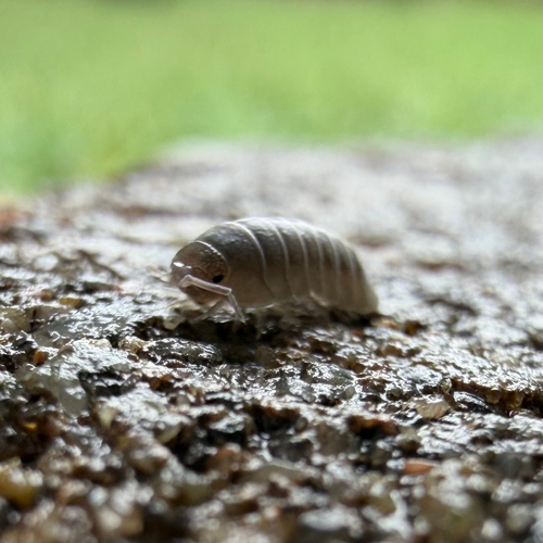 Nosy Pill Woodlouse
