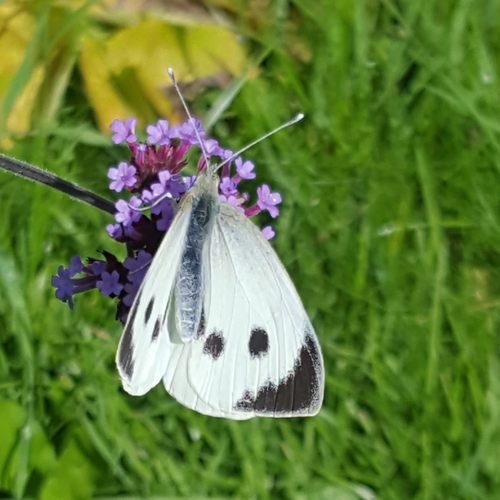 Large White