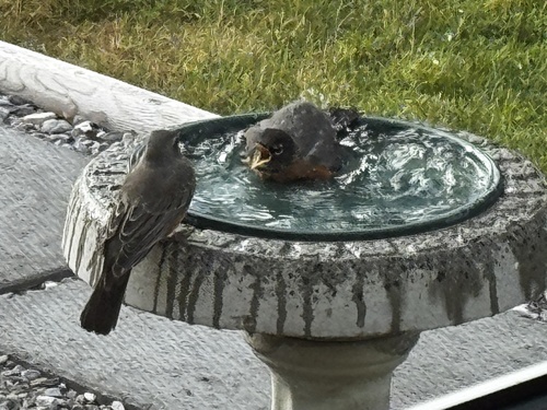 American Robin