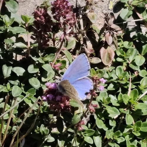 Adonis Blue