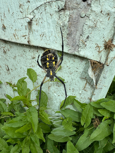 Yellow Garden Spider