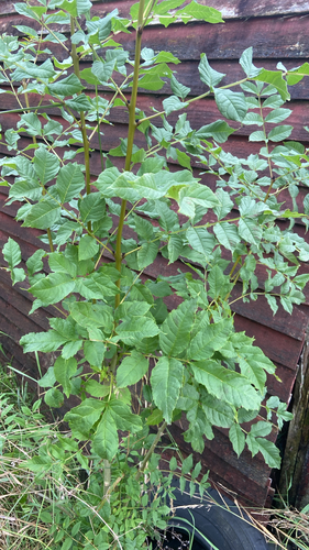 European ash