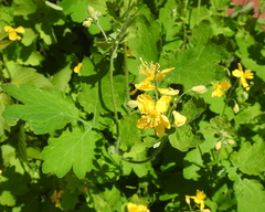 Chelidonium majus