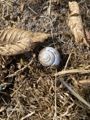 Brown-lipped Snail
