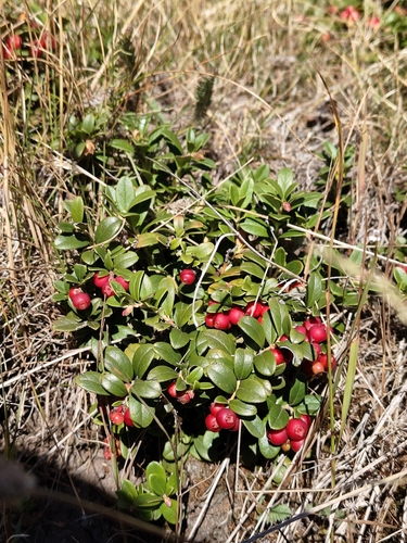 Lingonberry