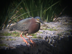 Butorides virescens image