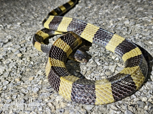 Banded Krait
