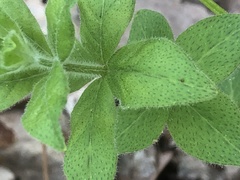 Lysimachia quadrifolia