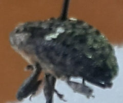 Eubulus