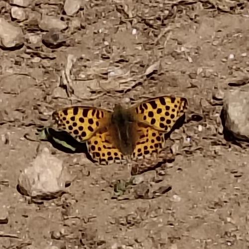 Queen of Spain Fritillary