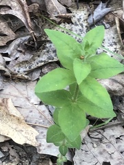 Lysimachia quadrifolia