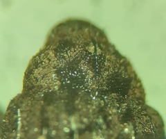 Eubulus