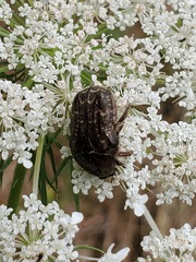 Euphoria sepulcralis