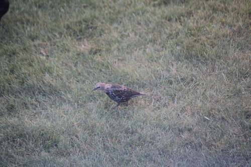 European Starling