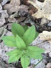Lysimachia quadrifolia