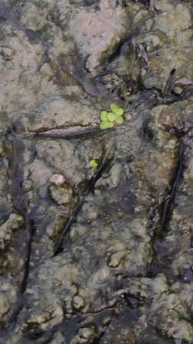 greater duckweed