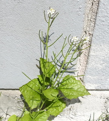 Alliaria petiolata