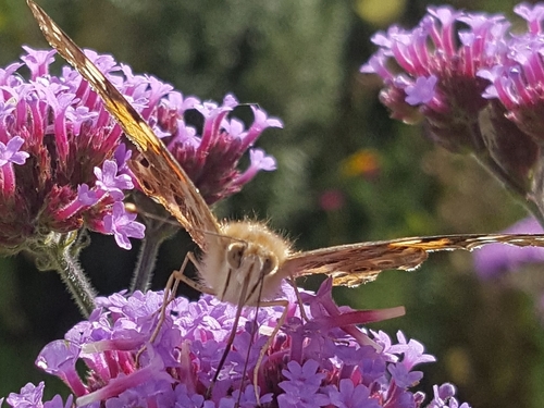 Painted Lady