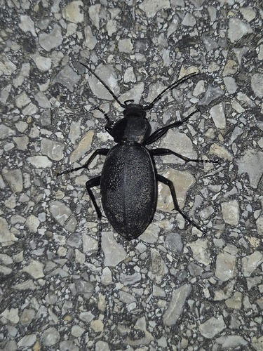 Leather Beetle