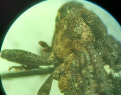 Eubulus