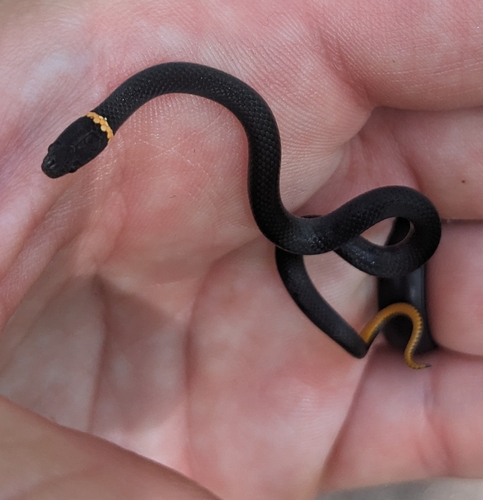 Ring-necked Snake