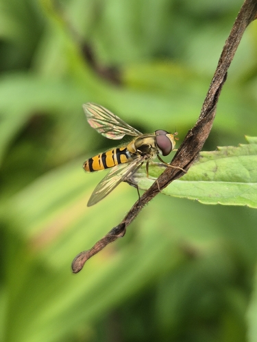 Marmalade Hover Fly