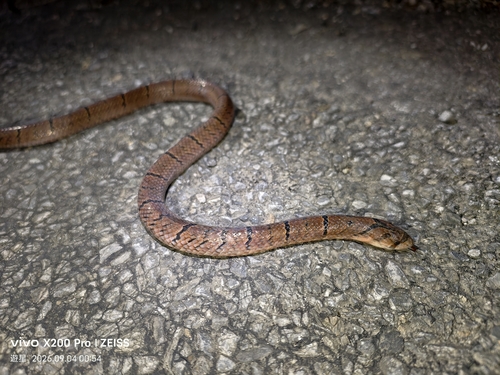 Black Cross-barred Kukri Snake
