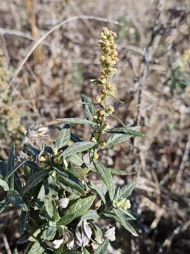 Artemisia douglasiana, photograph 3