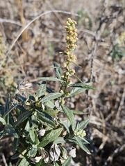 Artemisia douglasiana, photograph (c) vultur-cadens, some rights reserved (CC BY)