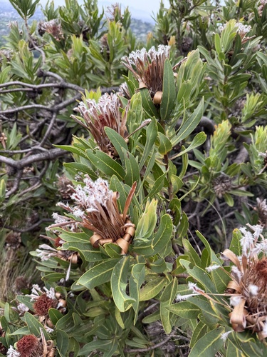 Protea laurifolia, photograph 2