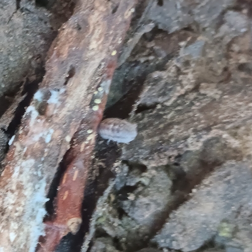 Nosy Pill Woodlouse