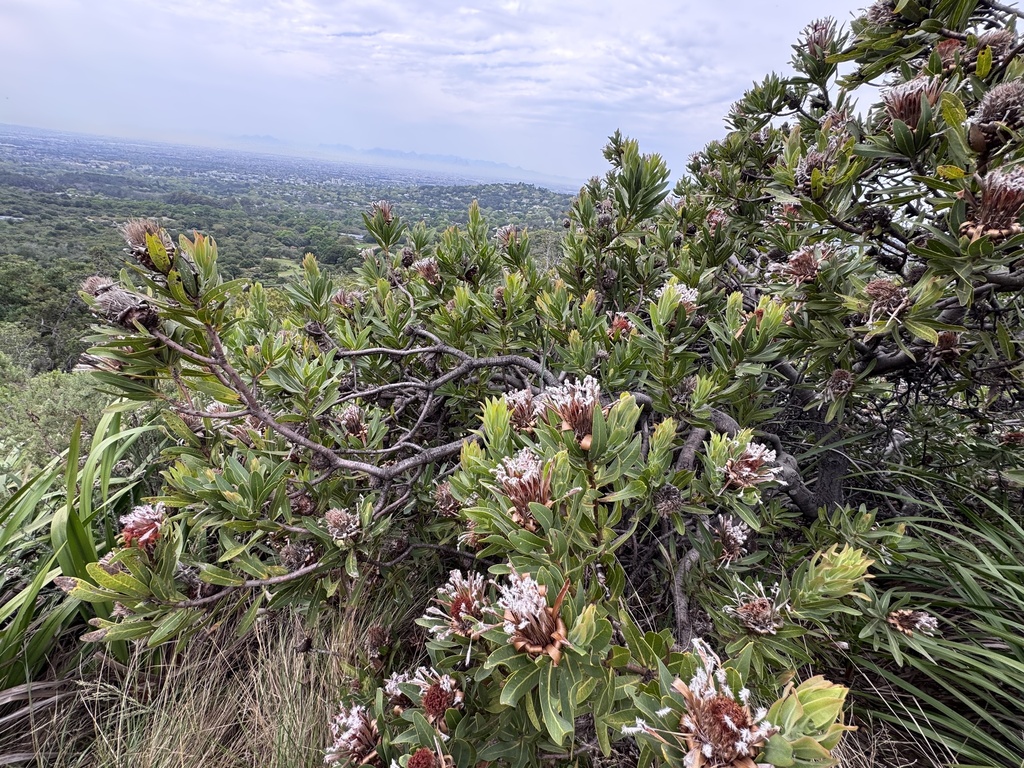 Protea laurifolia; photograph (c) chrisdt, some rights reserved (CC BY)