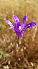 Brodiaea elegans