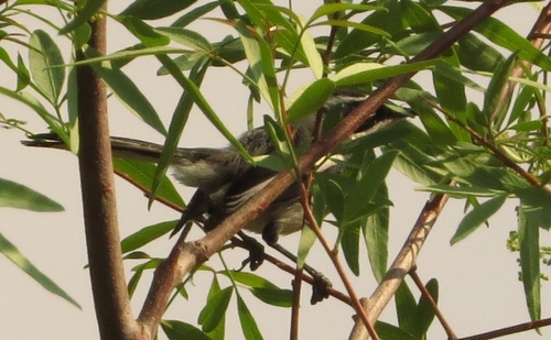 iNaturalist image
