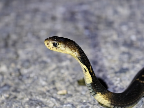 Brown Banded Cobra