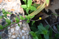 Acmella repens, photograph author not stated, no rights reserved