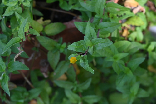 Acmella repens, photograph 5