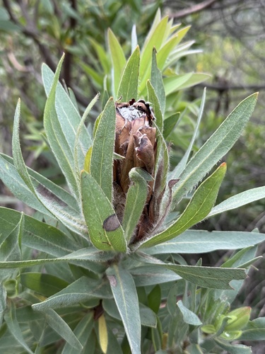 Protea coronata, photograph 4