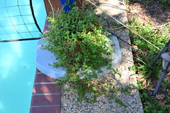 Acmella repens, photograph author not stated, no rights reserved