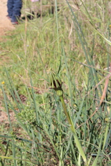 Tragopogon porrifolius porrifolius