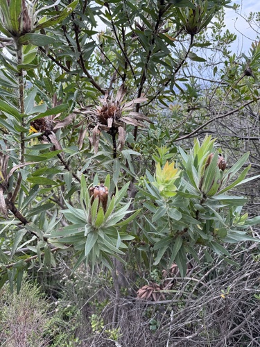Protea coronata, photograph 5