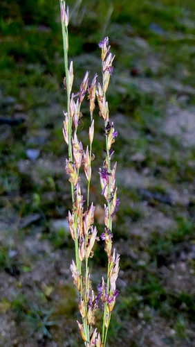 Molinia caerulea, photograph 1