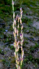 Molinia caerulea, photograph author not stated, no rights reserved